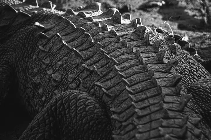 Black-and-white close-up of stacked racing tyres